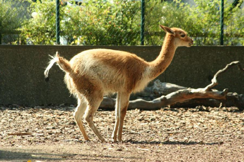 Foto: Guanako