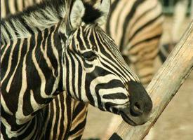 Foto: Zebra