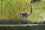 Foto: Lemur kata