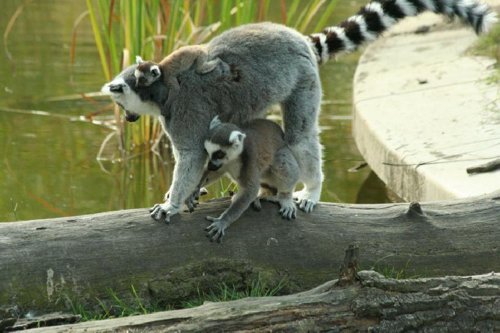 Foto: Lemur kata