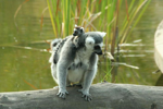 Foto: Lemur kata