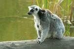 Foto: Lemur kata