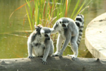 Foto: Lemur kata