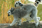 Foto: Lemur kata