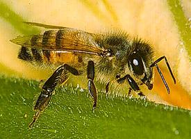 Foto: Včela