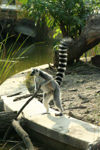 Foto: Lemur kata