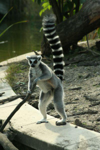 Foto: Lemur kata