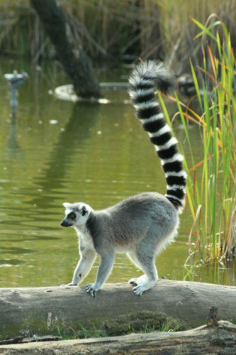 Foto: Lemur kata