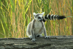 Foto: Lemur kata