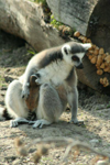 Foto: Lemur kata