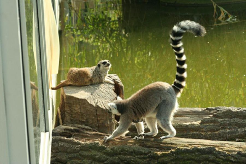 Foto: Lemur kata