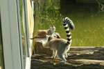 Foto: Lemur kata