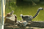 Foto: Lemur kata