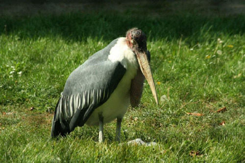 Foto: Marabu africký