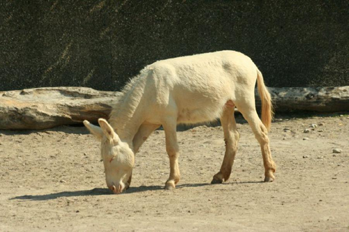 Foto: Osel domácí