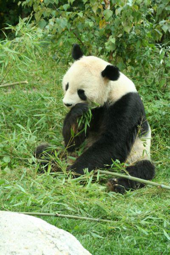 Foto: Panda velká