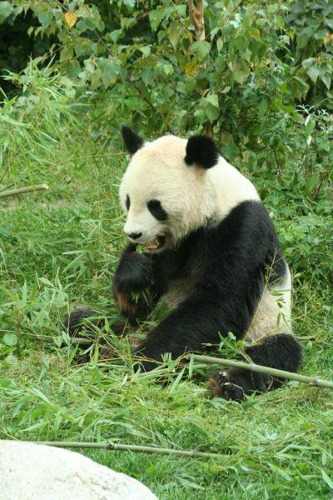 Foto: Panda velká