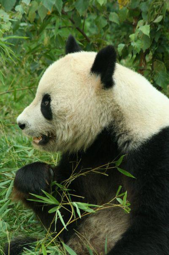 Foto: Panda velká