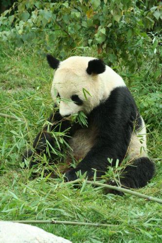 Foto: Panda velká