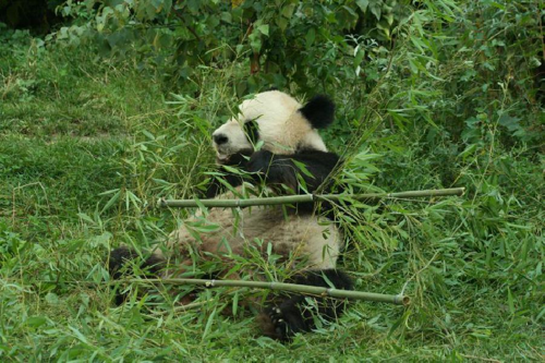 Foto: Panda velká