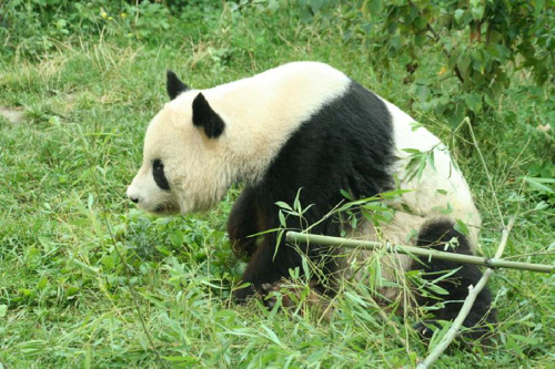 Foto: Panda velká