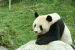 Foto: Panda velká