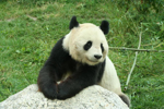 Foto: Panda velká