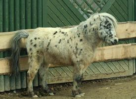 Foto: Miniappaloosa