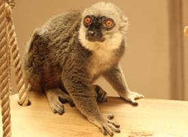 Foto: Lemur běločelý