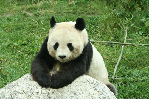 Foto: Panda velká