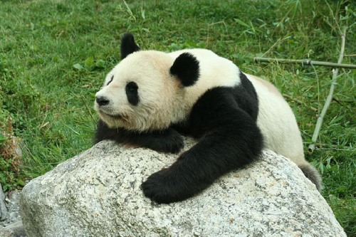 Foto: Panda velká