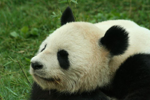 Foto: Panda velká