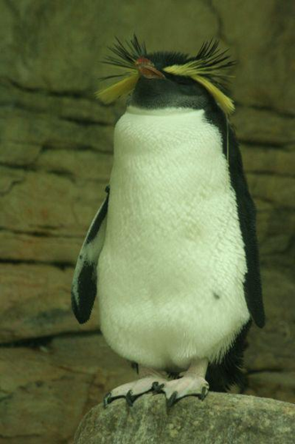 Foto: Tučňák skalní
