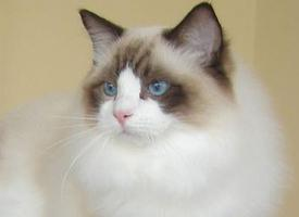 Foto: Ragdoll