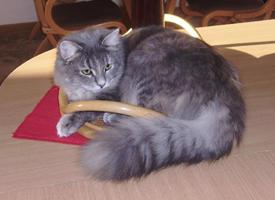 Foto: Sibiřská kočka