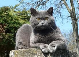 Foto: Britská krátkosrstá kočka