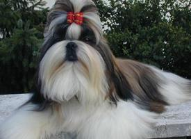 Foto: Shih-tzu