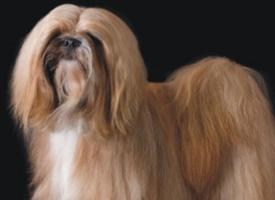 Foto: Lhasa apso