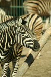 Foto: Zebra chapmanova