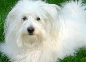 Foto: Coton de tulear