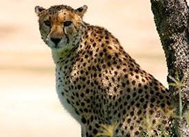 Foto: Gepard východoafrický