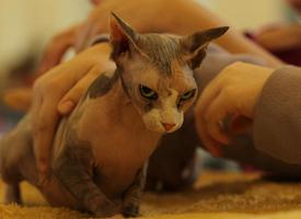 Foto: Sphynx