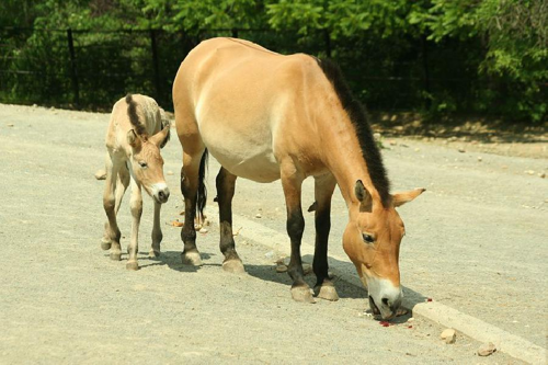 Foto: Kůň převalského