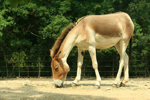 Foto: Kůň převalského