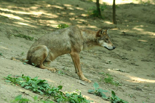 Foto: Vlk eurasijský