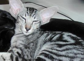 Foto: Orientální krátkosrstá kočka