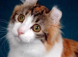 Foto: Americká kadeřavá kočka