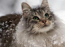 Foto: Norská lesní kočka