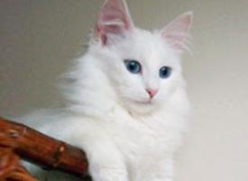 Foto: Turecká angorská kočka