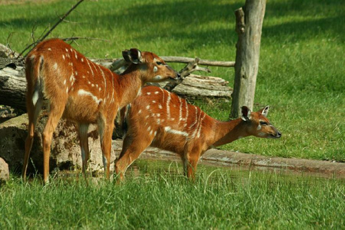 Foto: Sitatunga západoafrická